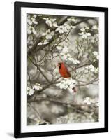 Close-up of Cardinal in Blooming Tree-Gary Carter-Framed Photographic Print