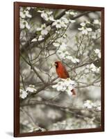 Close-up of Cardinal in Blooming Tree-Gary Carter-Framed Photographic Print