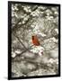 Close-up of Cardinal in Blooming Tree-Gary Carter-Framed Photographic Print