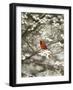 Close-up of Cardinal in Blooming Tree-Gary Carter-Framed Photographic Print