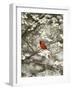 Close-up of Cardinal in Blooming Tree-Gary Carter-Framed Photographic Print