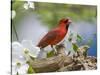 Close-up of Cardinal in Blooming Tree-Gary Carter-Stretched Canvas