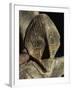 Close-Up of Carving, Vinca Culture, Belgrade Museum, Serbia-Adam Woolfitt-Framed Photographic Print