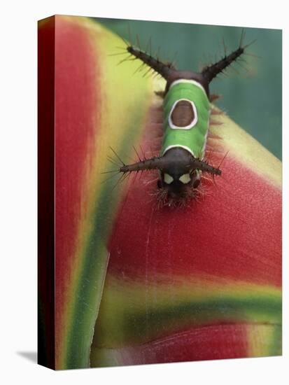 Close-up of Caterpillar on Heliconia Plant, Costa Rica-Nancy Rotenberg-Stretched Canvas
