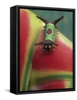 Close-up of Caterpillar on Heliconia Plant, Costa Rica-Nancy Rotenberg-Framed Stretched Canvas