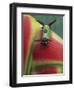 Close-up of Caterpillar on Heliconia Plant, Costa Rica-Nancy Rotenberg-Framed Photographic Print