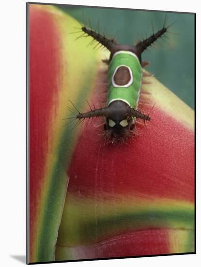 Close-up of Caterpillar on Heliconia Plant, Costa Rica-Nancy Rotenberg-Mounted Photographic Print