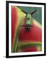 Close-up of Caterpillar on Heliconia Plant, Costa Rica-Nancy Rotenberg-Framed Photographic Print