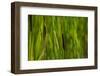 Close-up of cattails plant in a field-null-Framed Photographic Print