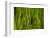 Close-up of cattails plant in a field-null-Framed Photographic Print