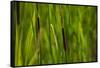 Close-up of cattails plant in a field-null-Framed Stretched Canvas