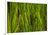 Close-up of cattails plant in a field-null-Framed Photographic Print