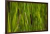 Close-up of cattails plant in a field-null-Framed Photographic Print