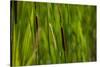 Close-up of cattails plant in a field-null-Stretched Canvas