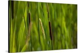 Close-up of cattails plant in a field-null-Stretched Canvas