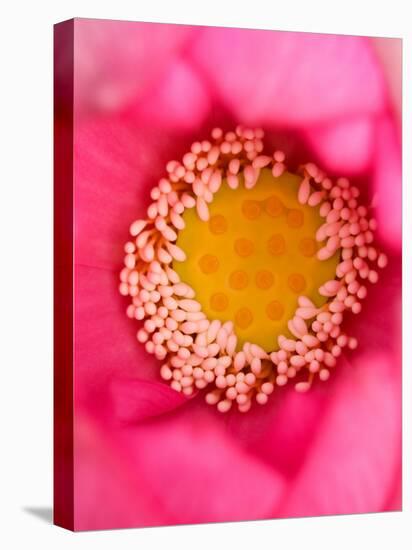 Close-up of Center of Lotus, North Carolina, USA-Joanne Wells-Stretched Canvas