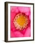 Close-up of Center of Lotus, North Carolina, USA-Joanne Wells-Framed Photographic Print