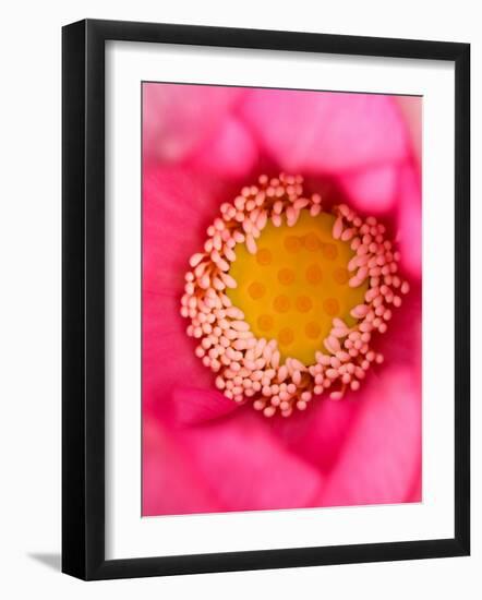 Close-up of Center of Lotus, North Carolina, USA-Joanne Wells-Framed Photographic Print