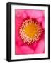 Close-up of Center of Lotus, North Carolina, USA-Joanne Wells-Framed Photographic Print