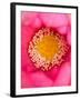 Close-up of Center of Lotus, North Carolina, USA-Joanne Wells-Framed Photographic Print