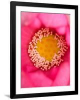 Close-up of Center of Lotus, North Carolina, USA-Joanne Wells-Framed Photographic Print