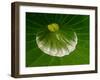 Close-up of Center of Lotus, North Carolina, USA-null-Framed Photographic Print