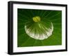 Close-up of Center of Lotus, North Carolina, USA-null-Framed Photographic Print