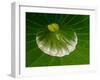 Close-up of Center of Lotus, North Carolina, USA-null-Framed Photographic Print