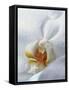 Close Up of Center of White Orchid with Yellow Center-null-Framed Stretched Canvas