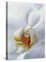 Close Up of Center of White Orchid with Yellow Center-null-Stretched Canvas