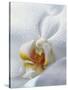 Close Up of Center of White Orchid with Yellow Center-null-Stretched Canvas