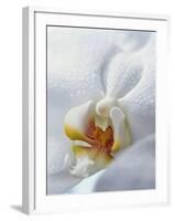 Close Up of Center of White Orchid with Yellow Center-null-Framed Photographic Print