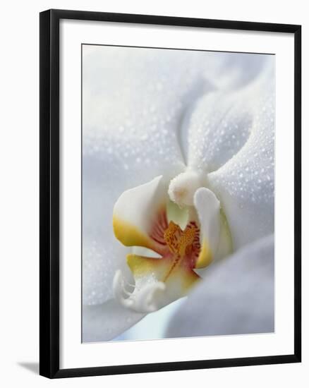 Close Up of Center of White Orchid with Yellow Center-null-Framed Photographic Print