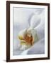 Close Up of Center of White Orchid with Yellow Center-null-Framed Photographic Print