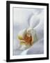 Close Up of Center of White Orchid with Yellow Center-null-Framed Photographic Print