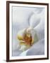 Close Up of Center of White Orchid with Yellow Center-null-Framed Photographic Print