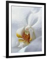 Close Up of Center of White Orchid with Yellow Center-null-Framed Photographic Print