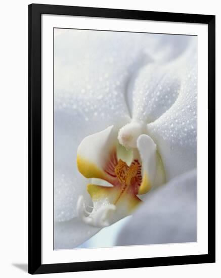 Close Up of Center of White Orchid with Yellow Center-null-Framed Photographic Print