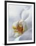 Close Up of Center of White Orchid with Yellow Center-null-Framed Photographic Print