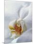 Close Up of Center of White Orchid with Yellow Center-null-Mounted Photographic Print