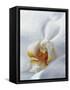 Close Up of Center of White Orchid with Yellow Center-null-Framed Stretched Canvas