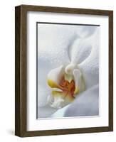 Close Up of Center of White Orchid with Yellow Center-null-Framed Photographic Print