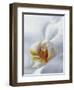 Close Up of Center of White Orchid with Yellow Center-null-Framed Photographic Print