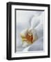 Close Up of Center of White Orchid with Yellow Center-null-Framed Photographic Print