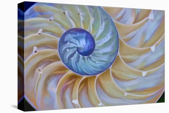 Close-Up of Chambered Nautilus Cut in Half, Oregon, USA-Jaynes Gallery-Stretched Canvas