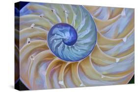 Close-Up of Chambered Nautilus Cut in Half, Oregon, USA-Jaynes Gallery-Stretched Canvas