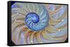 Close-Up of Chambered Nautilus Cut in Half, Oregon, USA-Jaynes Gallery-Framed Stretched Canvas