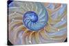 Close-Up of Chambered Nautilus Cut in Half, Oregon, USA-Jaynes Gallery-Stretched Canvas