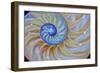 Close-Up of Chambered Nautilus Cut in Half, Oregon, USA-Jaynes Gallery-Framed Photographic Print