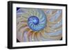 Close-Up of Chambered Nautilus Cut in Half, Oregon, USA-Jaynes Gallery-Framed Photographic Print